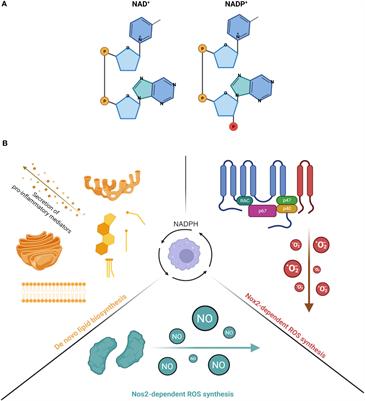 The multi-faceted role of NADPH in regulating inflammation in activated myeloid cells